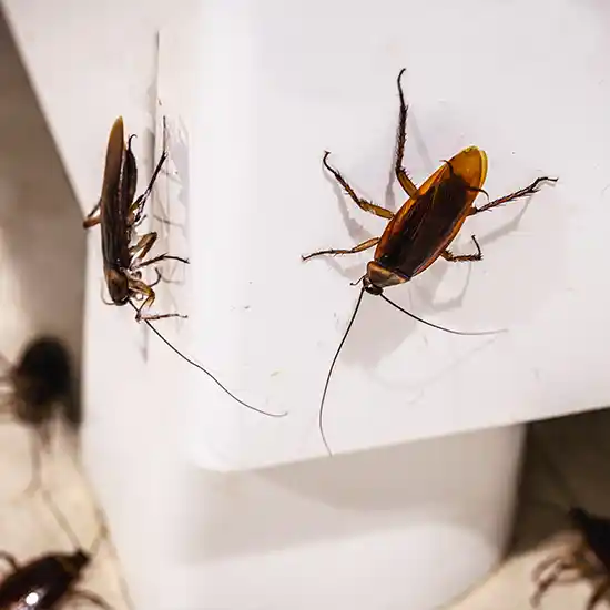A cockroach infestation in a home or business