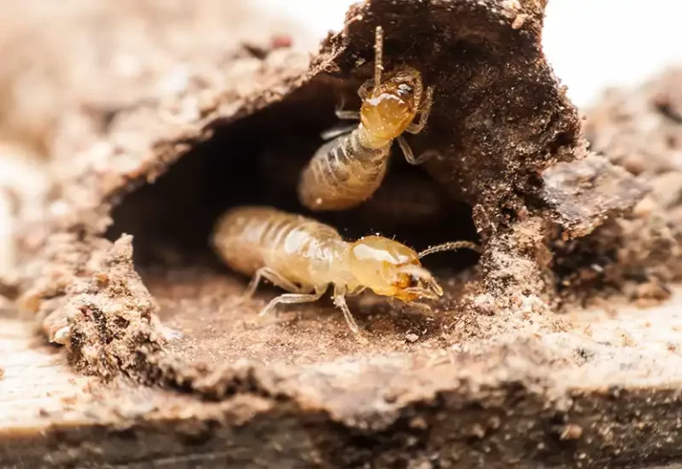 Close oup of two termites burrowing through timber