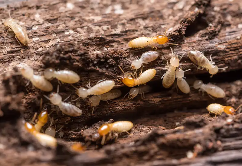 A colony of termites (white ants) can cause expensive damage to timber