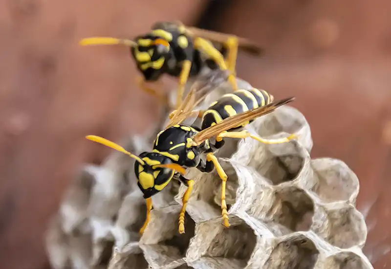 Close up of a wasps nest with two wasps